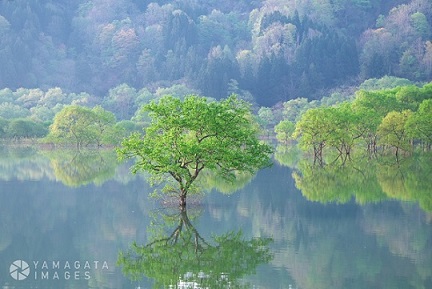 見られるのはたった1ヶ月 飯豊町白川湖に幻想的な水没林を見に行こう Yawatajidosha Net