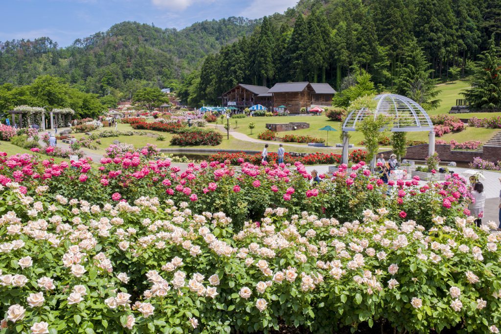 東沢バラ公園のバラまつり 香り高いバラで初夏を味わう Yawatajidosha Net